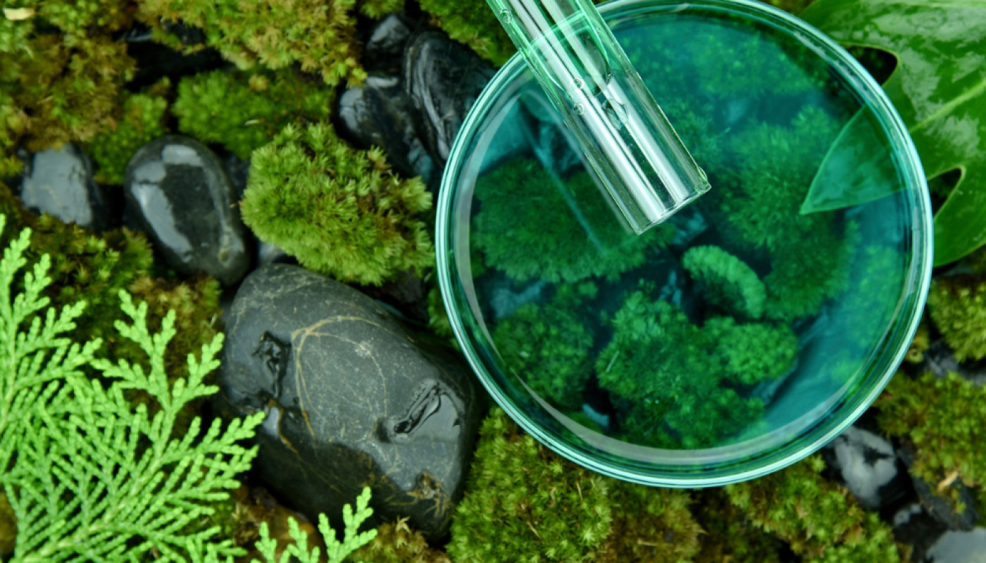 A quel prix s'attendre pour faire installer de la phytoépuration chez soi ?