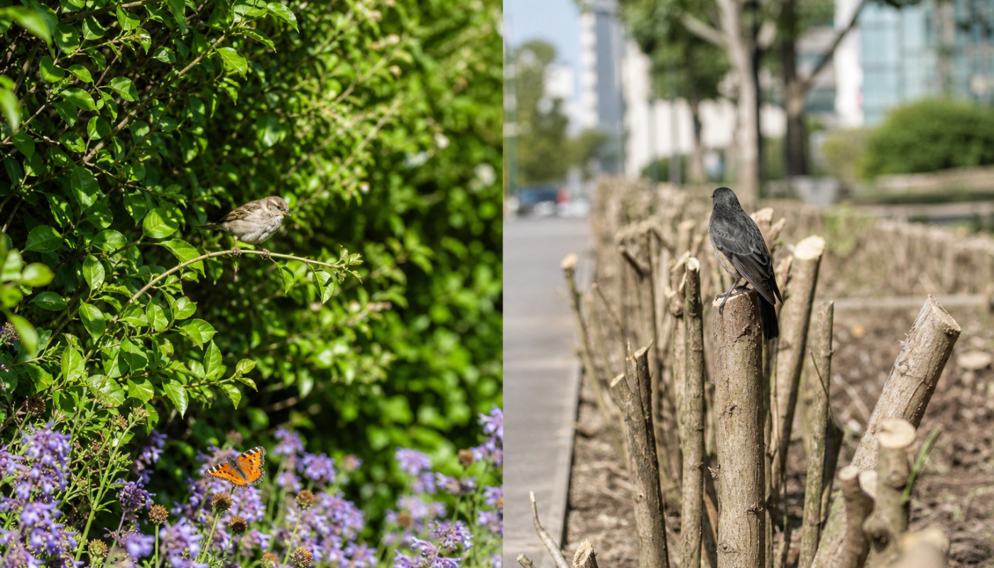 Taille douce ou taille radicale : quel impact sur la biodiversité urbaine ?